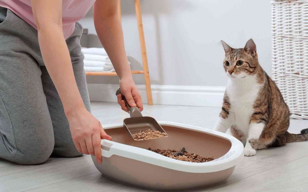 Cómo elegir un arenero para gatos? – Guía de compra de