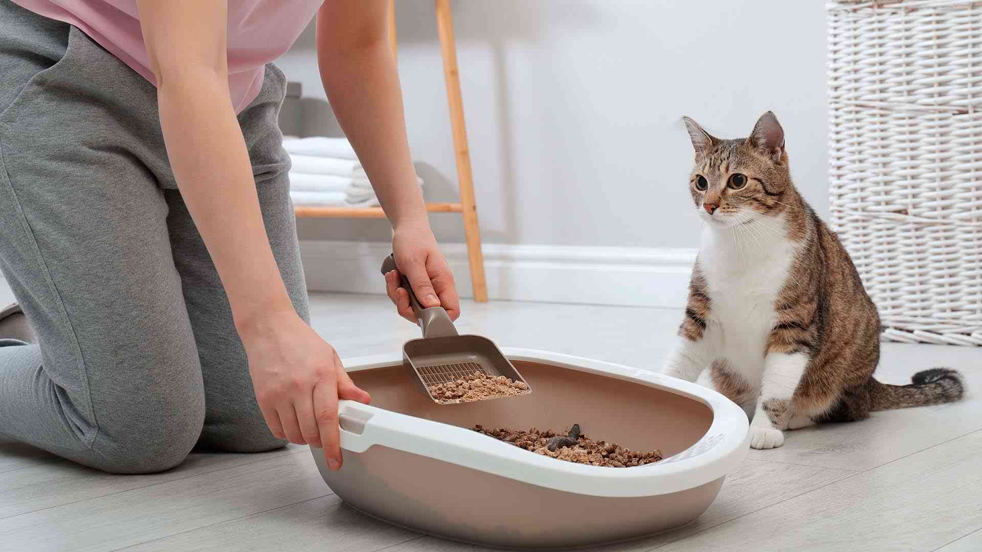 Mantén tu Departamento Impecable: Guía para Limpiar el Arenero del Gato